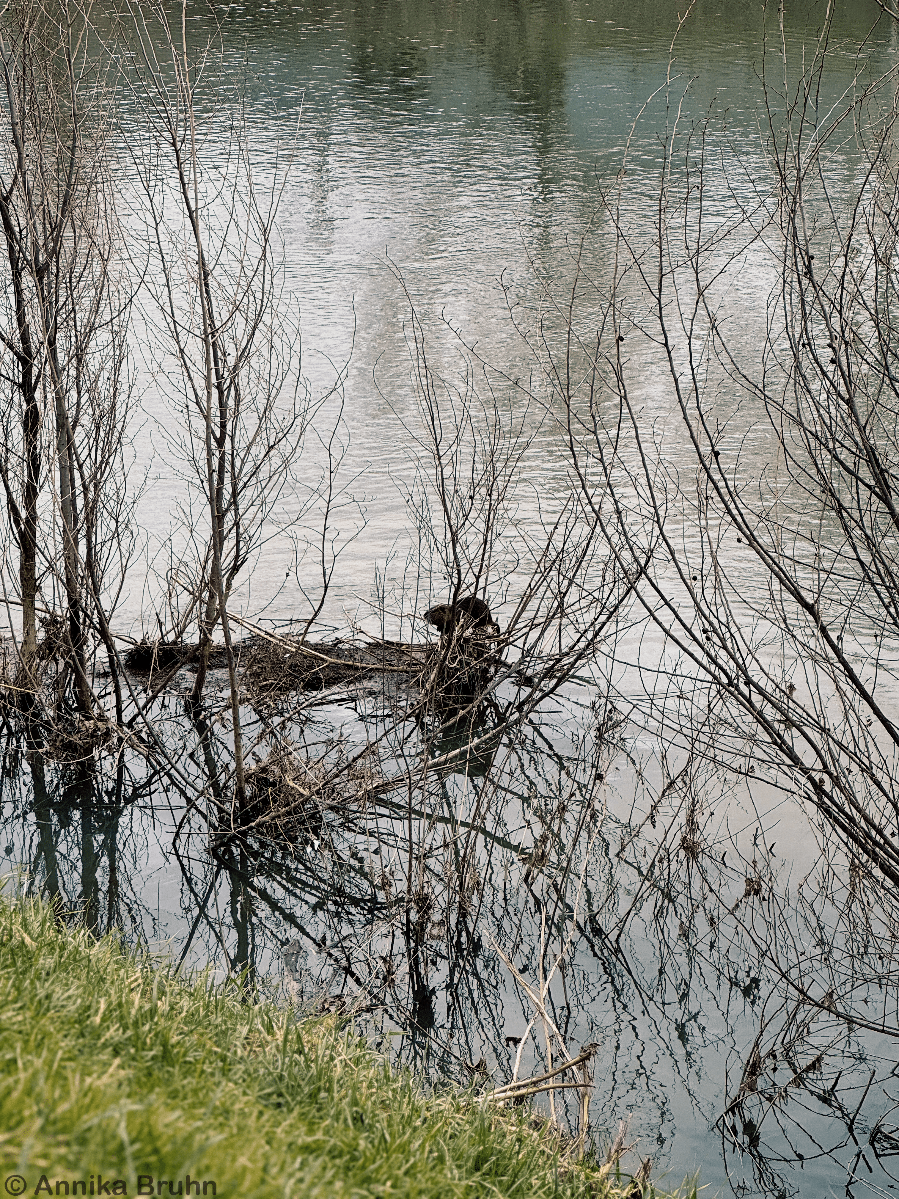 Nutria am Fluss Arno